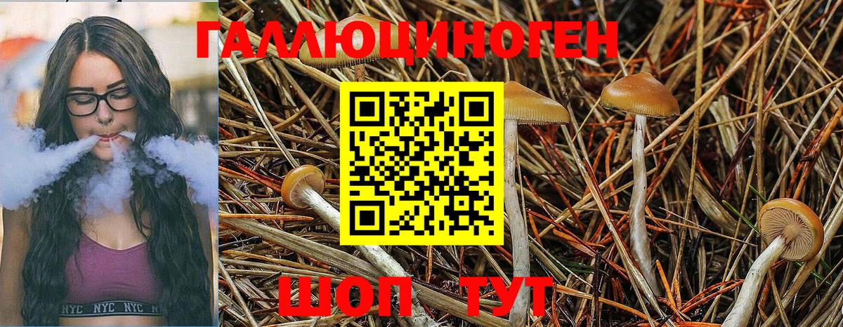 Петропавловск-Камчатский  Псилоцибиновые грибы Psilocybine cubensis  Вход с VPN 